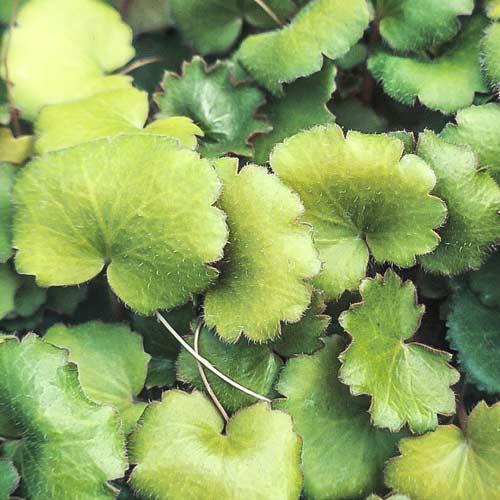 Камнеломка Харвест Мун рисунок 1 артикул 68685