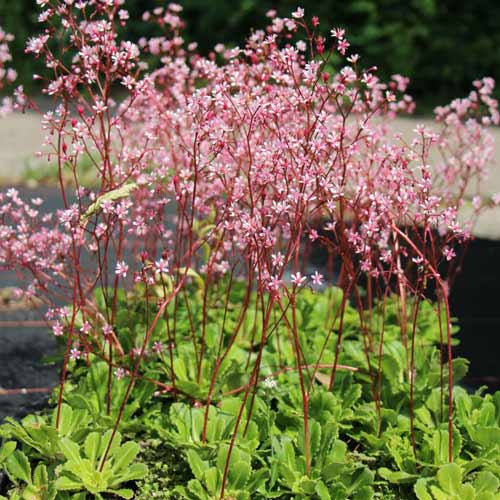 Камнеломка Кларенс Эллиот артикул фото 1 Камнеломка Кларенс Эллиот рисунок 1 артикул 68679