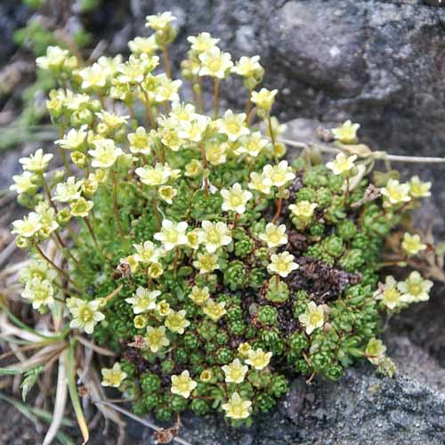 Камнеломка Клот оф Голд рисунок 1 артикул 68680