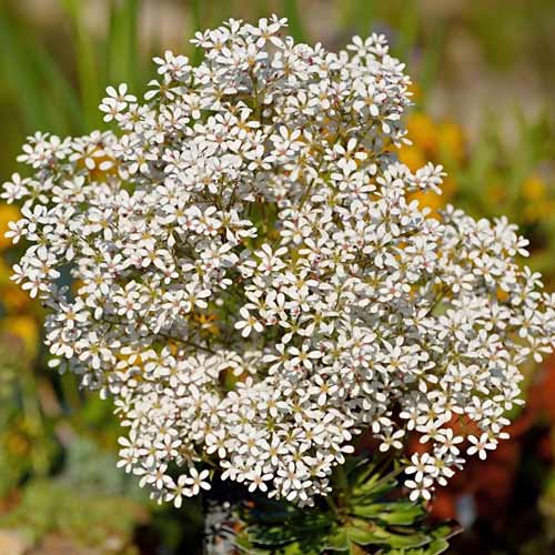 Камнеломка Пирамидалис артикул фото 1 Камнеломка Пирамидалис рисунок 1 артикул 01347