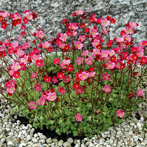 Ломикамінь Рот зображення 1 артикул 68683