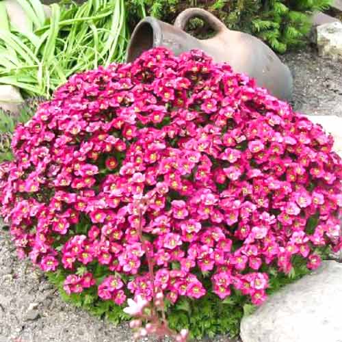 Камнеломка Триумф рисунок 1 артикул 68684