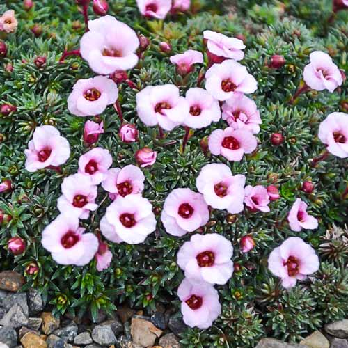 Камнеломка Волтер Ирвинг рисунок 1 артикул 68676