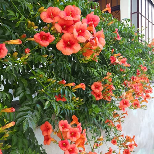 Кампсіс червоний зображення 1 артикул 9181