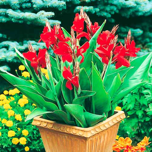 Канна Черрі Ред зображення 1 артикул 76039