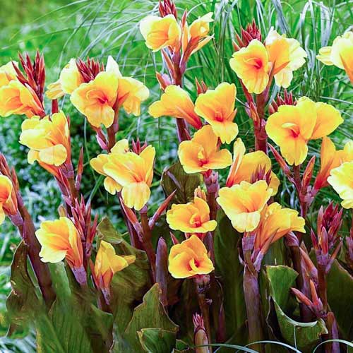 Канна Епрікот Дрім зображення 1 артикул 70363