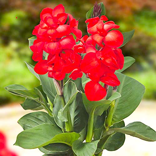 Канна Happy Carmen зображення 1 артикул 70364