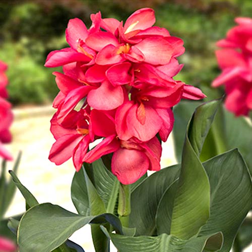 Канна Happy Isabel рисунок 1 артикул 70365