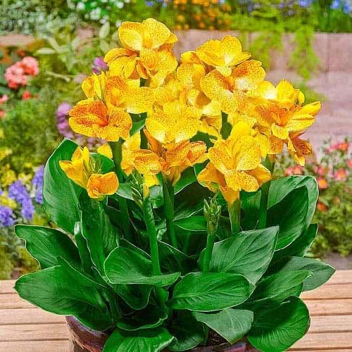 Канна Хэппи Эмили рисунок 1 артикул 76402