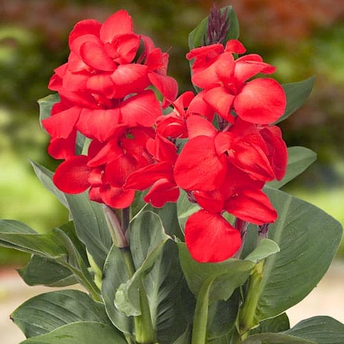 Канна Хэппи Изабель рисунок 1 артикул 76403