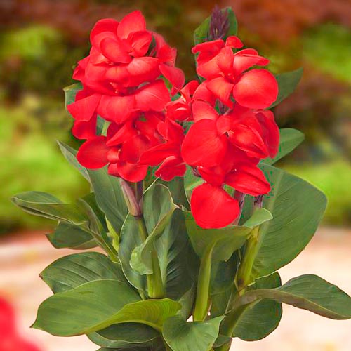 Канна Хеппі Кармен зображення 1 артикул 76400