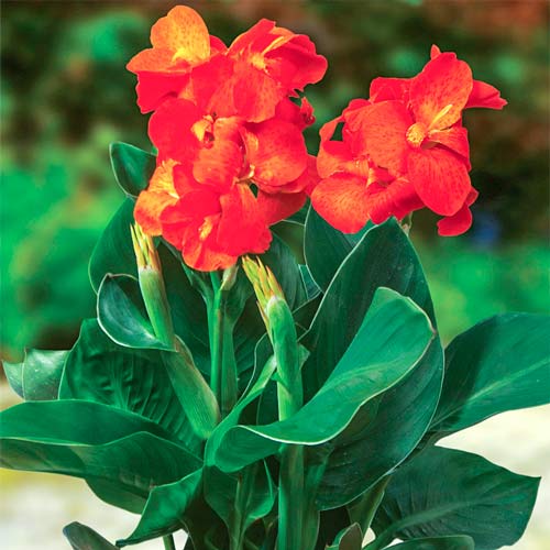 Канна Хеппі Клео зображення 1 артикул 76401