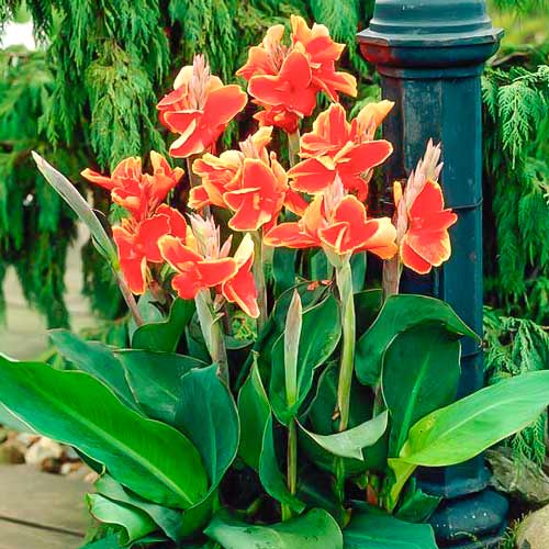 Канна Люцифер, цибулини зображення 1 артикул 76197