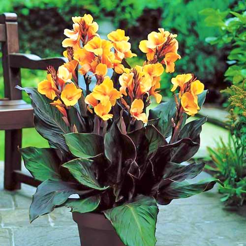 Канна Луи Коттон рисунок 1 артикул 76196