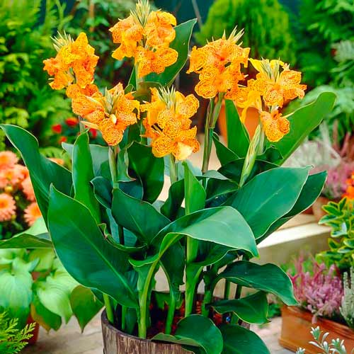 Канна Пікассо зображення 1 артикул 76198