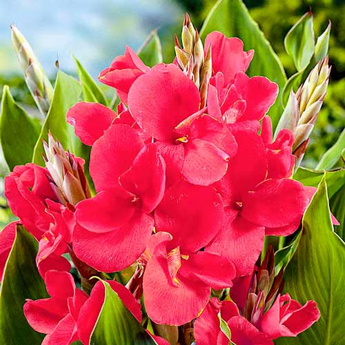 Канна Пінк Президент зображення 1 артикул 76199