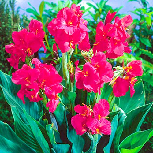 Канна Пинк рисунок 1 артикул 70462