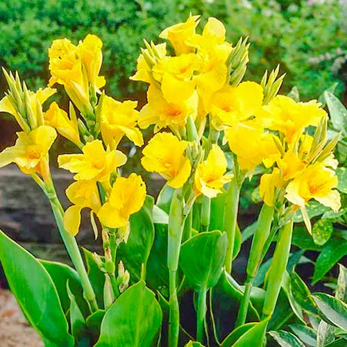 Канна Richard Wallace зображення 1 артикул 70366