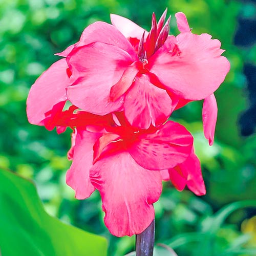 Канна Ватермелон, цибулини зображення 1 артикул 76040