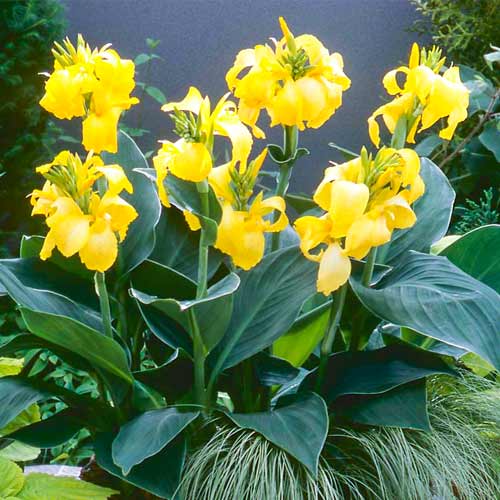 Канна Yellow зображення 1 артикул 70463