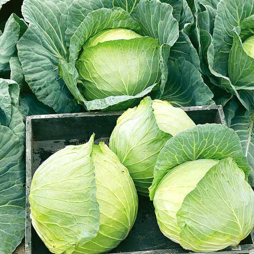 Капуста белокочанная Белоснежка Seedera рисунок 1 артикул 65544