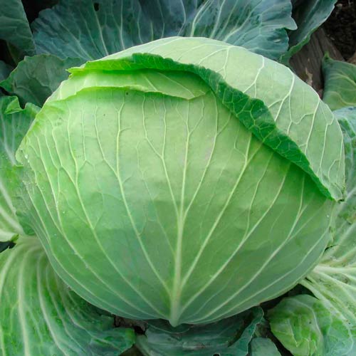 Капуста білокачанна Кам’яна голова Seedera зображення 1 артикул 65547