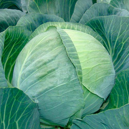 Капуста білоголова Колобок F1 артикул фото 1 Капуста білоголова Колобок F1 зображення 1 артикул 65548