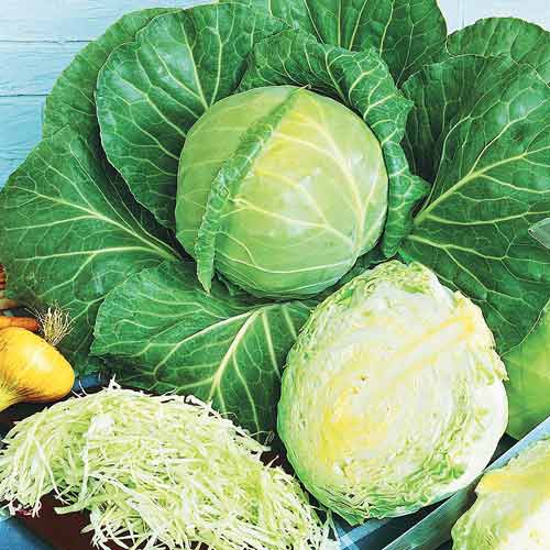 Капуста білокачанна Золотий гектар Seedera зображення 1 артикул 65545