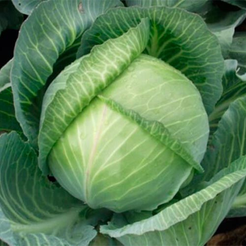 Капуста белокочанная Июньская, семена рисунок 1 артикул 70010