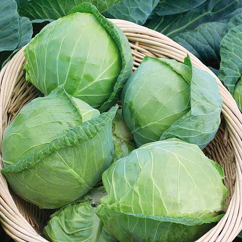 Капуста білоголова Козачок зображення 1 артикул 72225