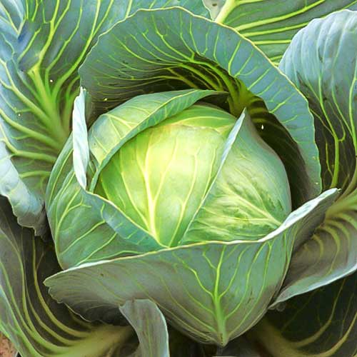 Капуста білоголова Подарунок, насіння артикул фото 1 Капуста білоголова Подарунок, насіння зображення 1 артикул 70011