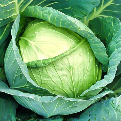 Капуста белокочанная Слава 1305, семена артикул фото 1 Капуста белокочанная Слава 1305, семена рисунок 1 артикул 70012