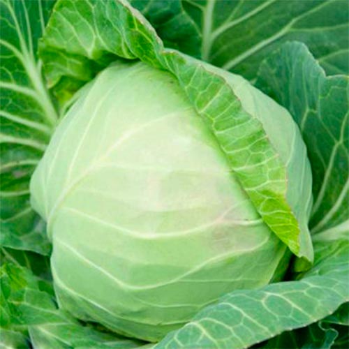 Капуста белокочанная Славяночка, семена рисунок 1 артикул 70013