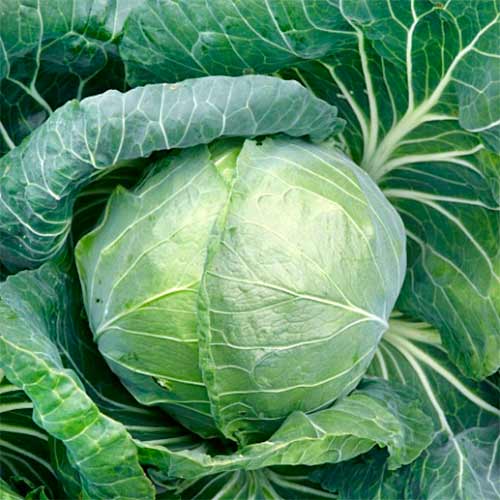Капуста білоголова Українська осінь, насіння артикул фото 1 Капуста білоголова Українська осінь, насіння зображення 1 артикул 70014