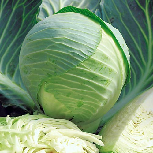 Капуста білокачанна Фантазія F1 Seedera артикул фото 1 Капуста білокачанна Фантазія F1 Seedera зображення 1 артикул 66464
