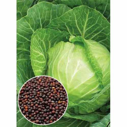 Капуста белокочанная Каменная голова Яскрава рисунок 1 артикул 99860