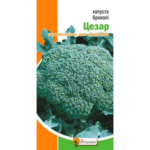 Капуста брокколи Цезарь Яскрава рисунок 1 артикул 90477