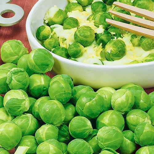 Капуста брюссельская Гронингер Seedera рисунок 1 артикул 66463