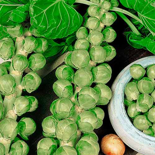 Капуста брюссельська Геркулес, насіння артикул фото 1 Капуста брюссельська Геркулес, насіння зображення 1 артикул 70136