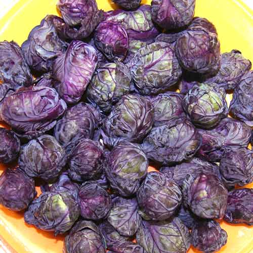 Капуста брюссельская Изабелла, семена артикул фото 2 Капуста брюссельская Изабелла, семена рисунок 2 артикул 65336