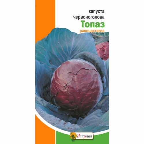 Капуста краснокочанная Топаз Яскрава рисунок 1 артикул 99875