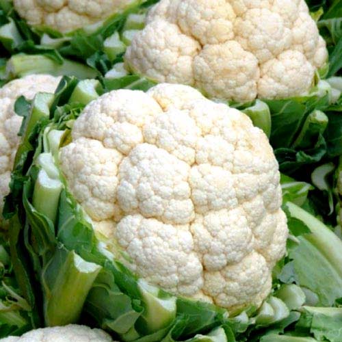 Капуста цветная Летняя Альфа Seedera рисунок 1 артикул 65556