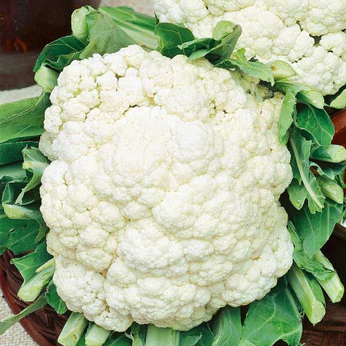 Капуста цветная Майорка F1 рисунок 1 артикул 72245