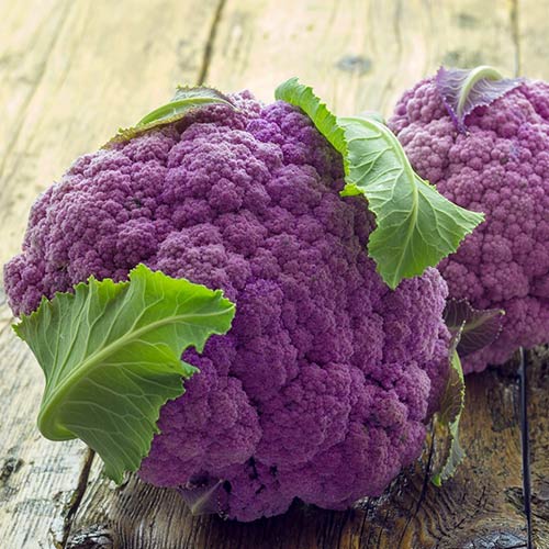 Капуста цвітна Вайлет Стар зображення 1 артикул 72892