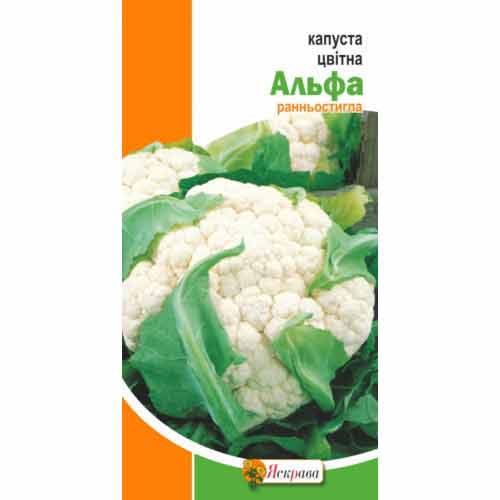 Капуста цвітна Альфа Яскрава зображення 1 артикул 99873