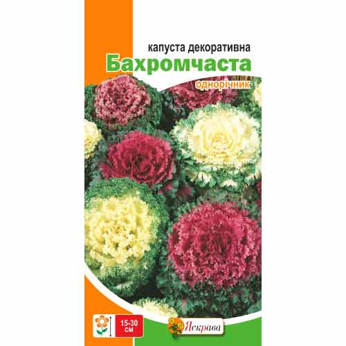 Капуста декоративна Бахромчата артикул фото 1 Капуста декоративна Бахромчата зображення 1 артикул 72237