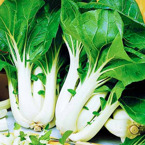 Капуста китайская Пак-Чой Seedera рисунок 1 артикул 66465