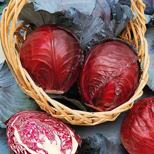 Капуста червонокачанна Лангедейкер Seedera зображення 1 артикул 72251