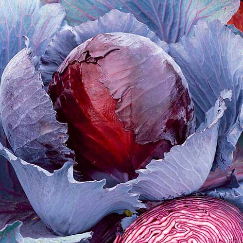 Капуста краснокочанная Рубин, семена артикул фото 1 Капуста краснокочанная Рубин, семена рисунок 1 артикул 70139