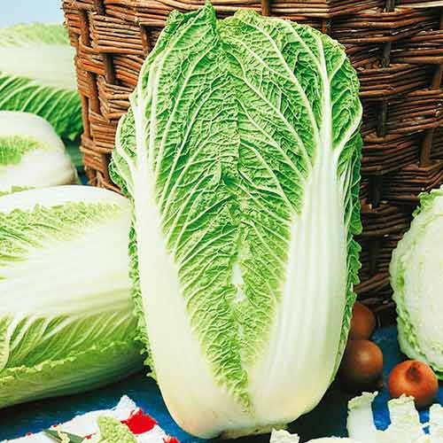 Капуста пекинская Гранат Seedera рисунок 1 артикул 65552